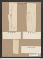 Pleurosigma angulatum var. fallax Grun. (de-Toni-Nr.: Genus 13, Species 1001) Zeichnungen Sammlung Grunow Nr. 2015 (NHMW-BOT-W0368865)